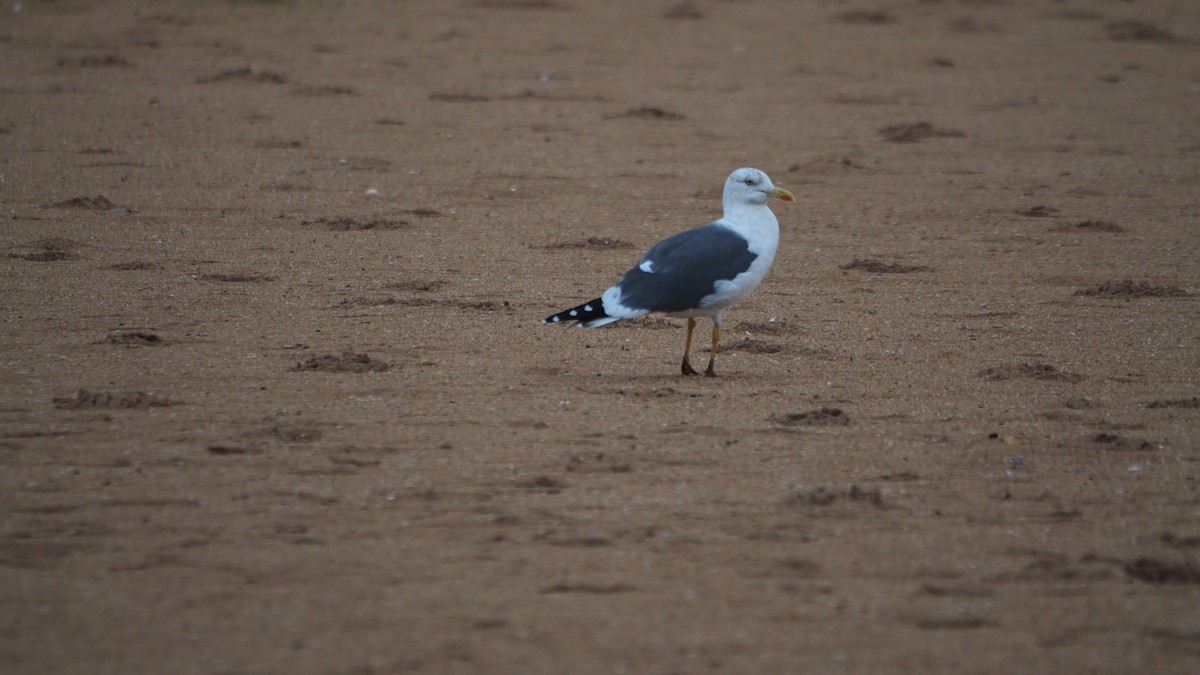 Zafferano - ML646038878