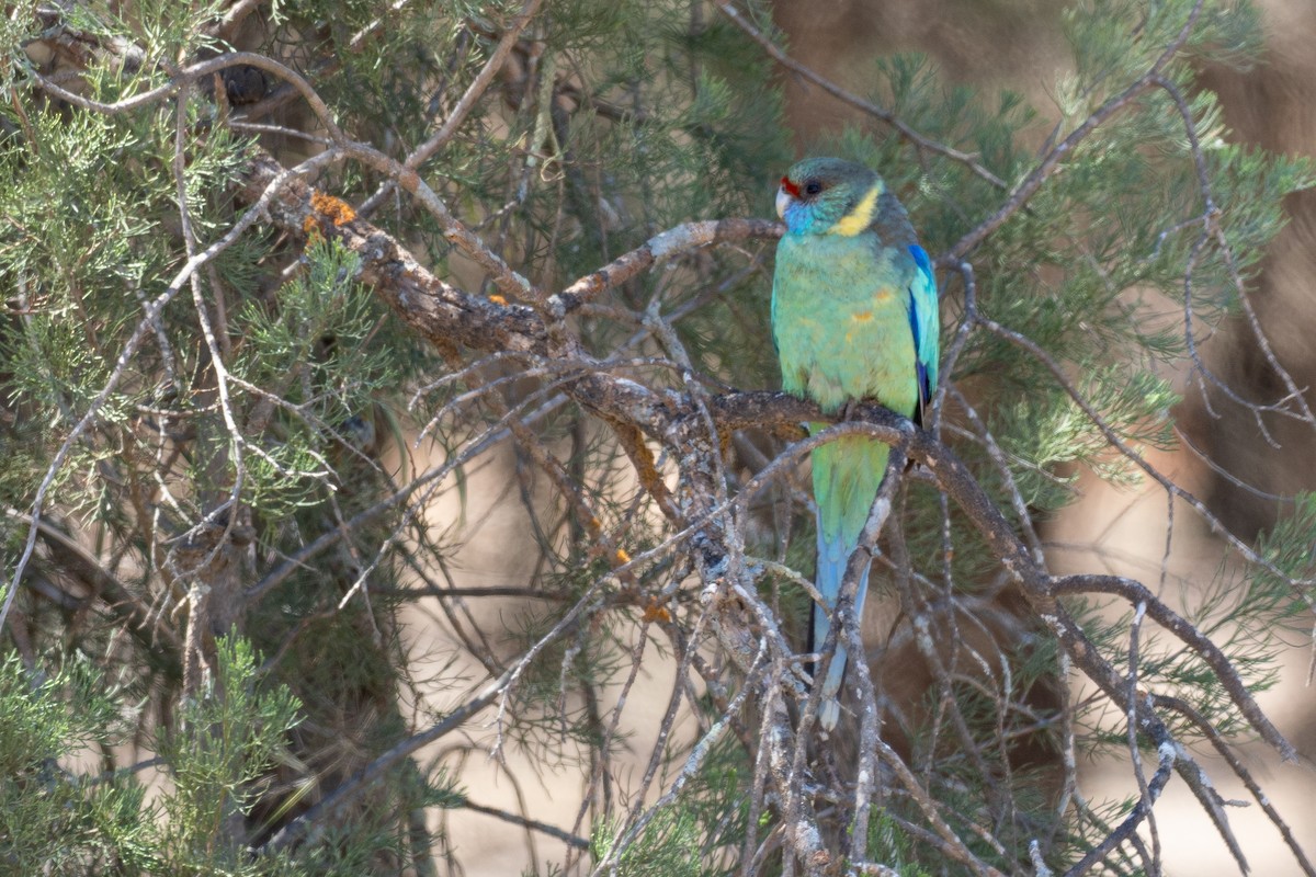 Australian Ringneck (Mallee) - ML646038879