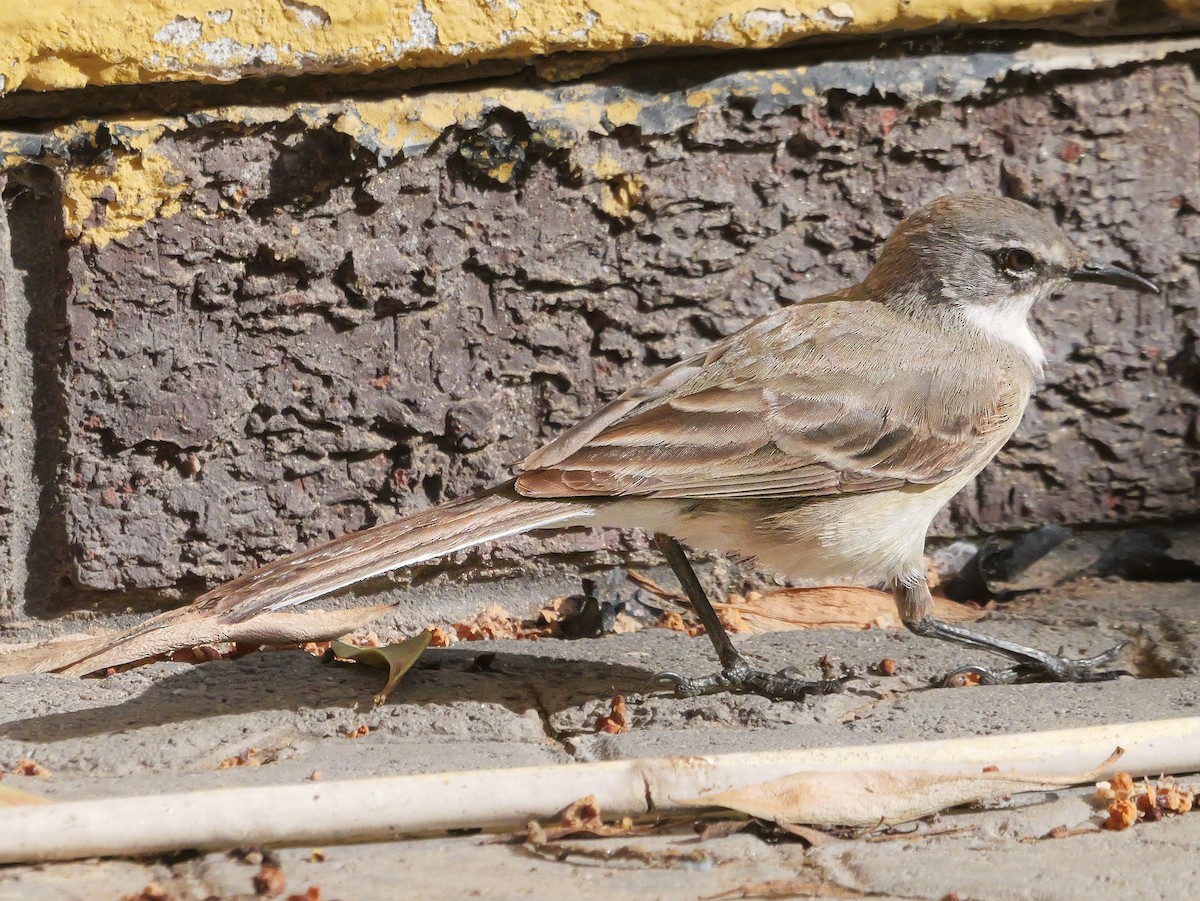 Cape Wagtail - ML646038882
