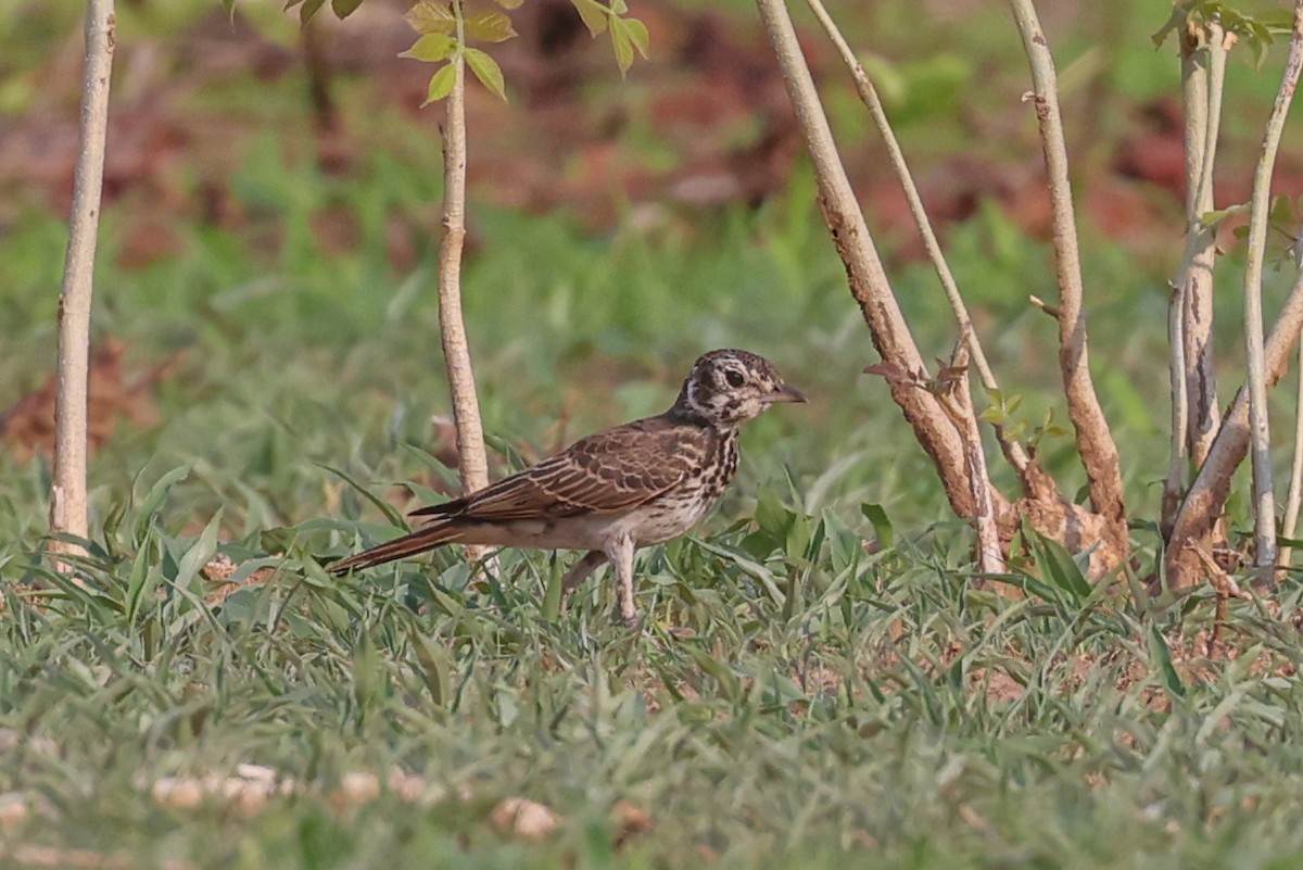 Dusky Lark - ML646038885