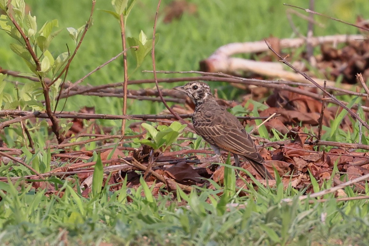 Dusky Lark - ML646038886