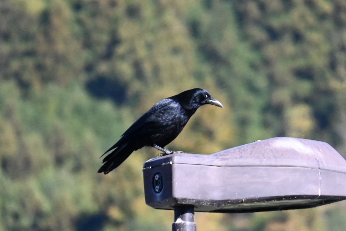 Carrion Crow - ML646038887