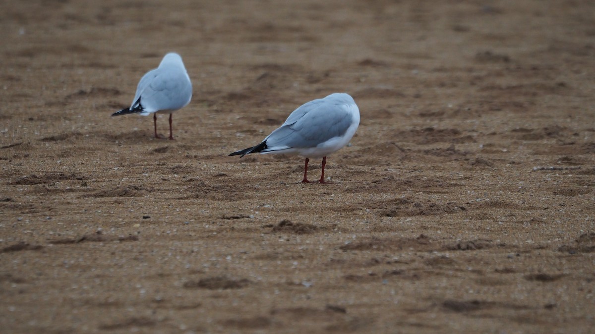 Black-headed Gull - ML646038888