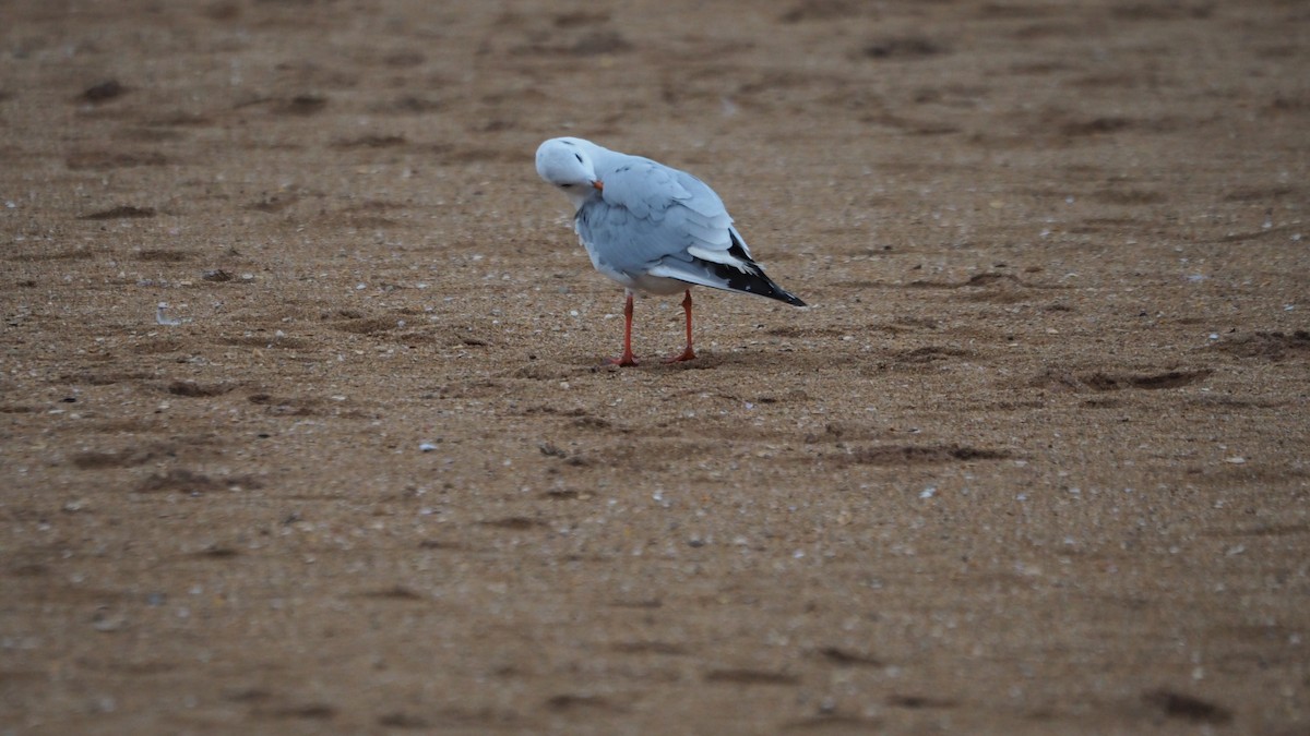 Black-headed Gull - ML646038889