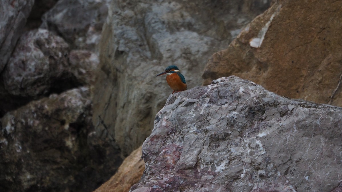 Common Kingfisher - ML646038891