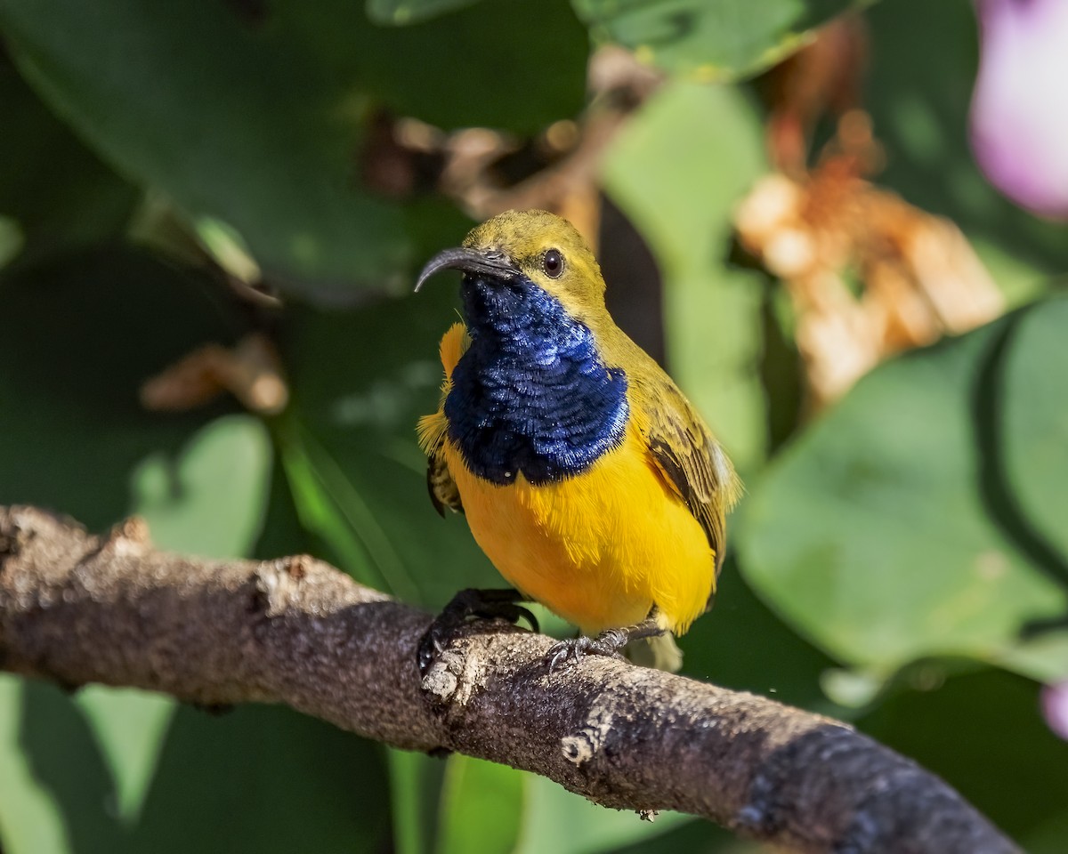 Sahul Sunbird - ML646038893