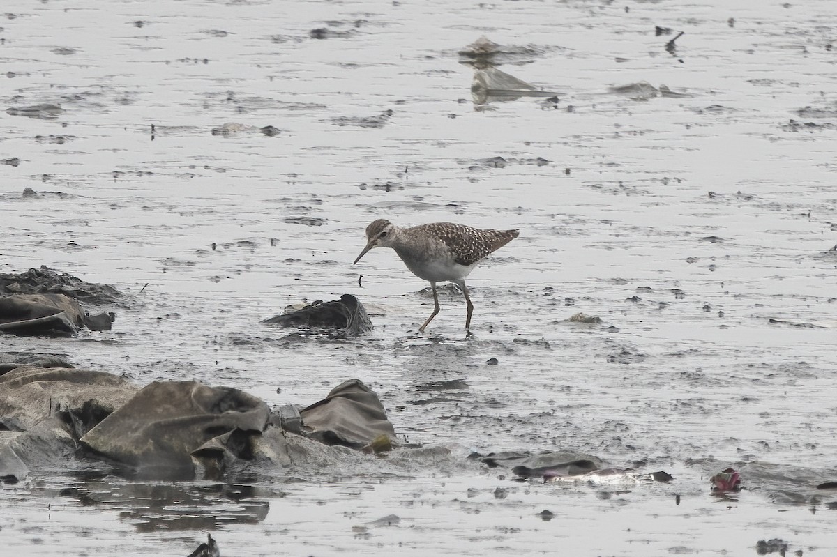 Wood Sandpiper - ML646038894