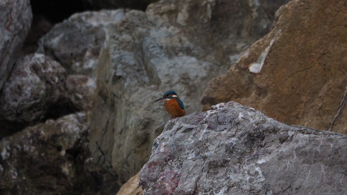 Common Kingfisher - ML646038901