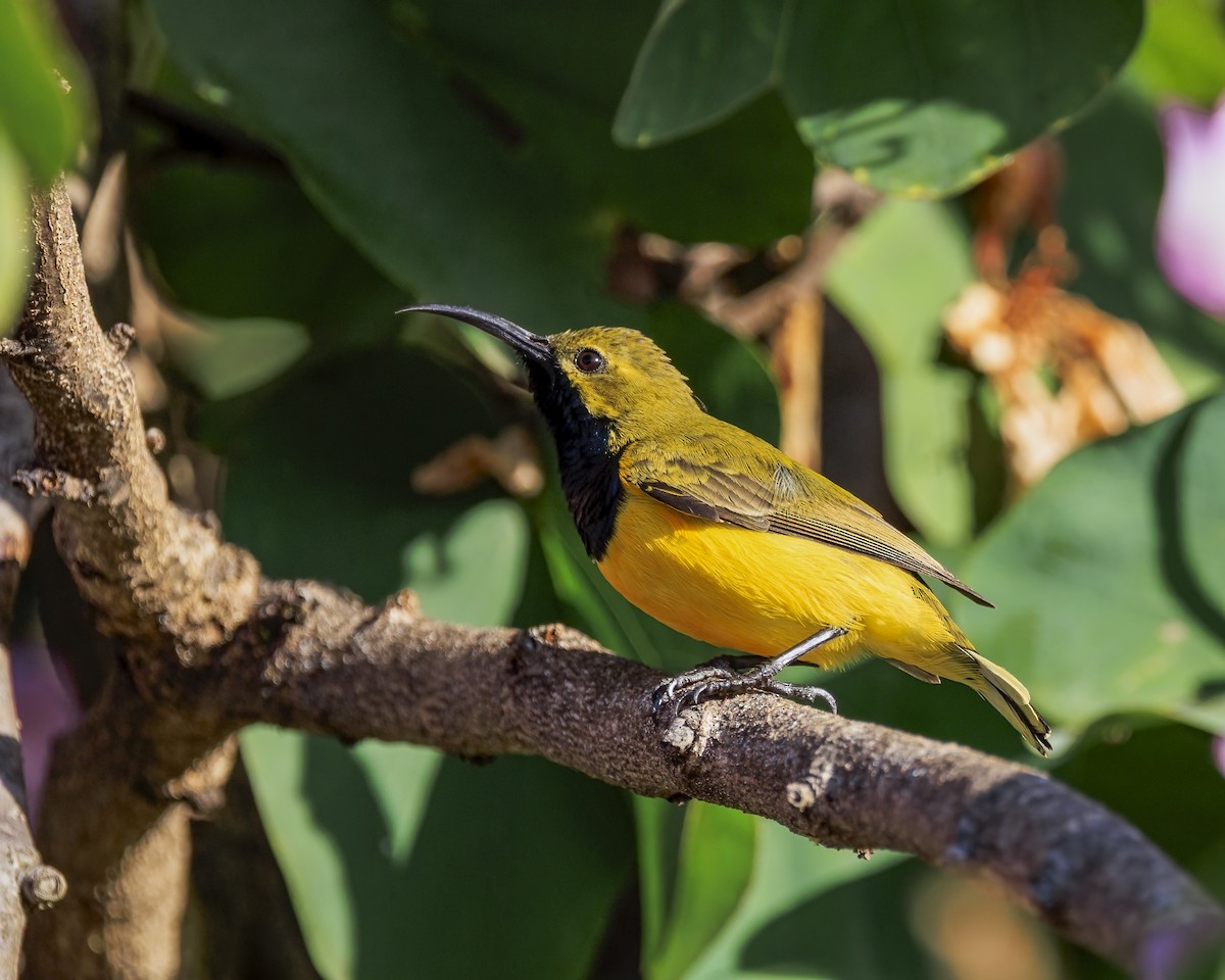 Sahul Sunbird - ML646038902