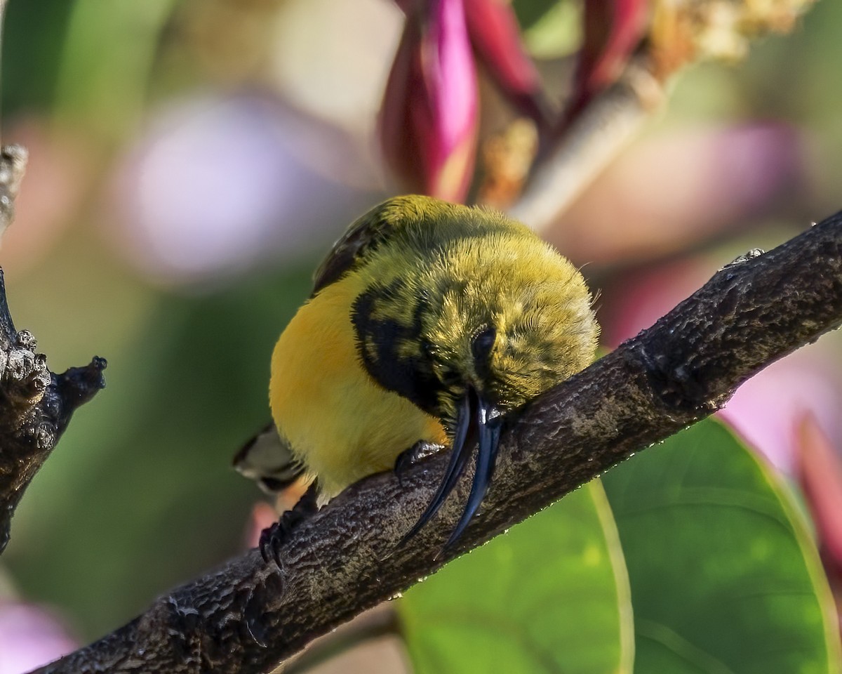 Sahul Sunbird - ML646038903