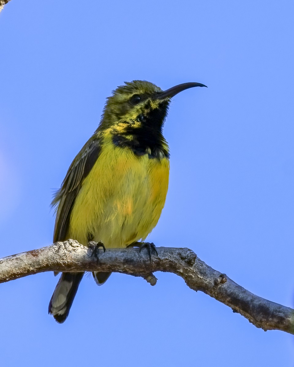 Sahul Sunbird - ML646038904