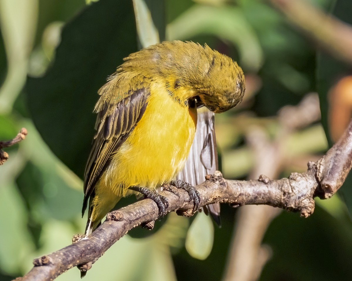 Sahul Sunbird - ML646038905