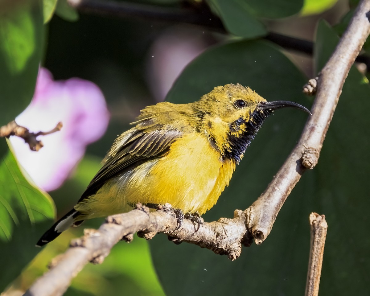 Sahul Sunbird - ML646038906