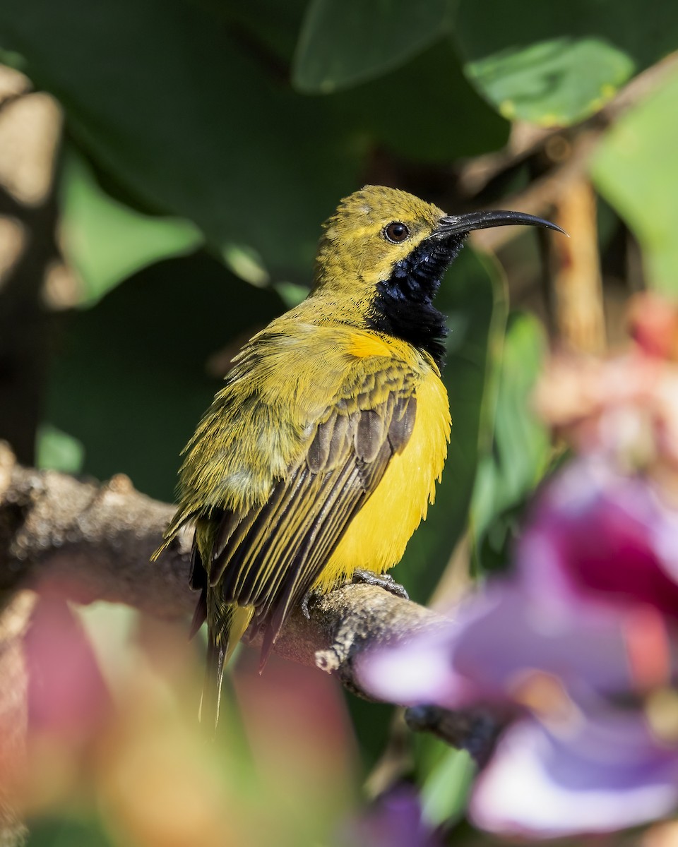 Sahul Sunbird - ML646038907