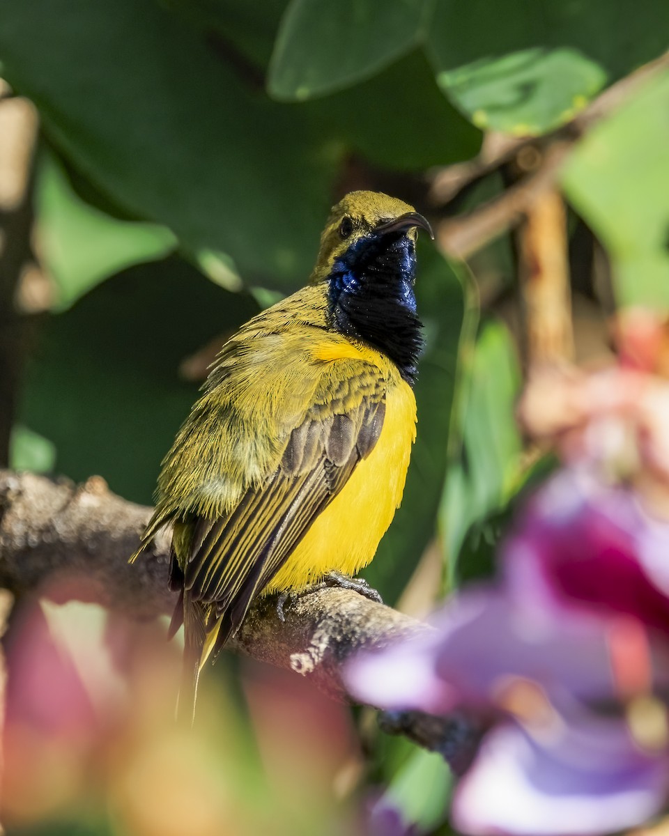 Sahul Sunbird - ML646038908