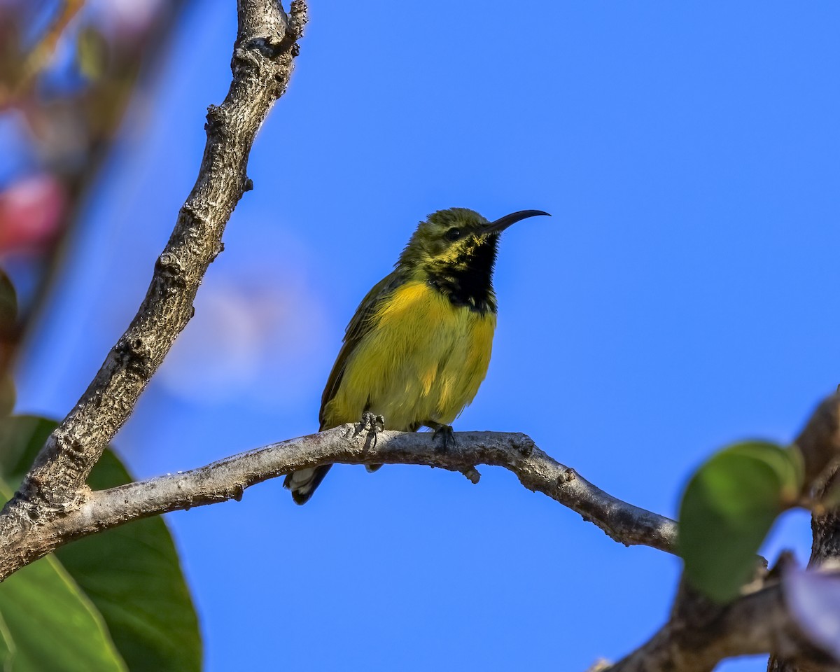 Sahul Sunbird - ML646038909