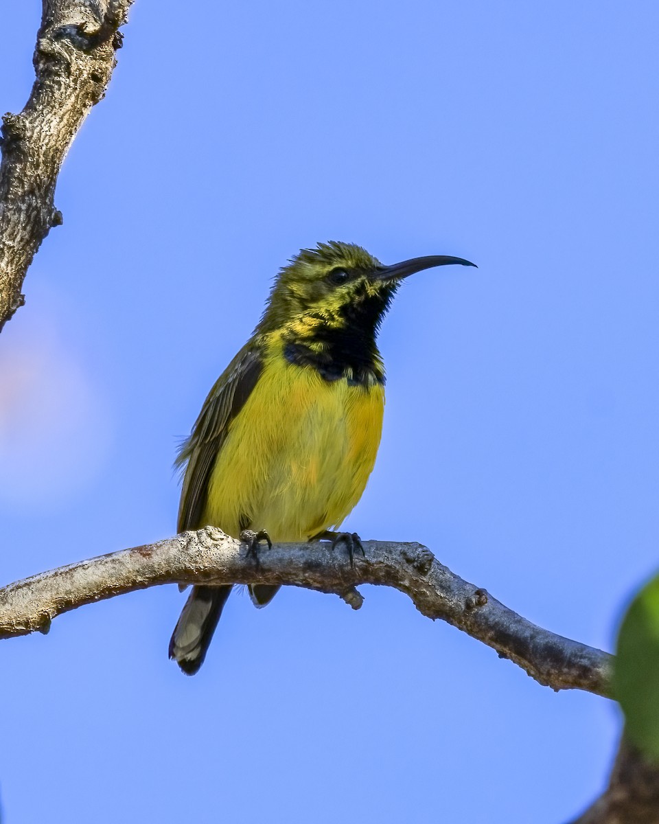Sahul Sunbird - ML646038910
