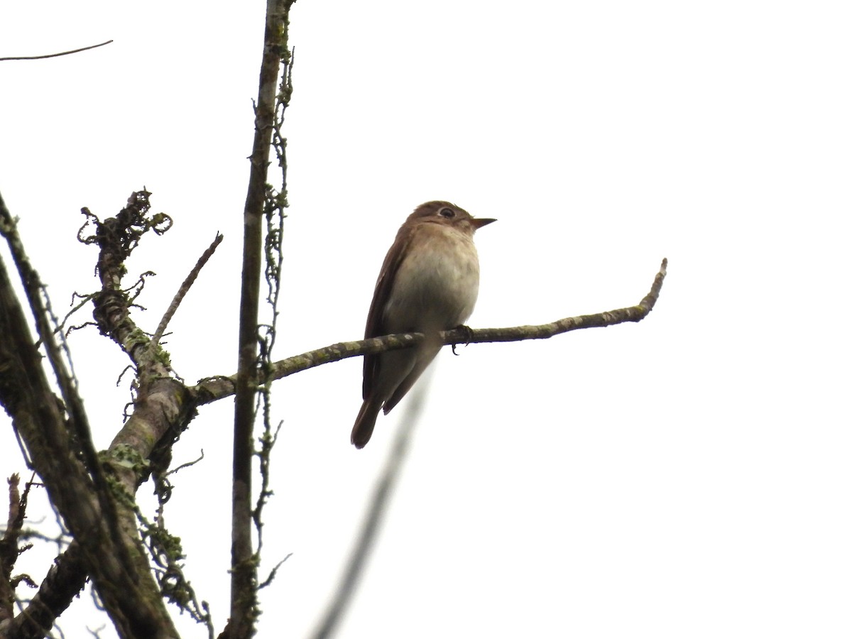 Asian Brown Flycatcher - ML646038911