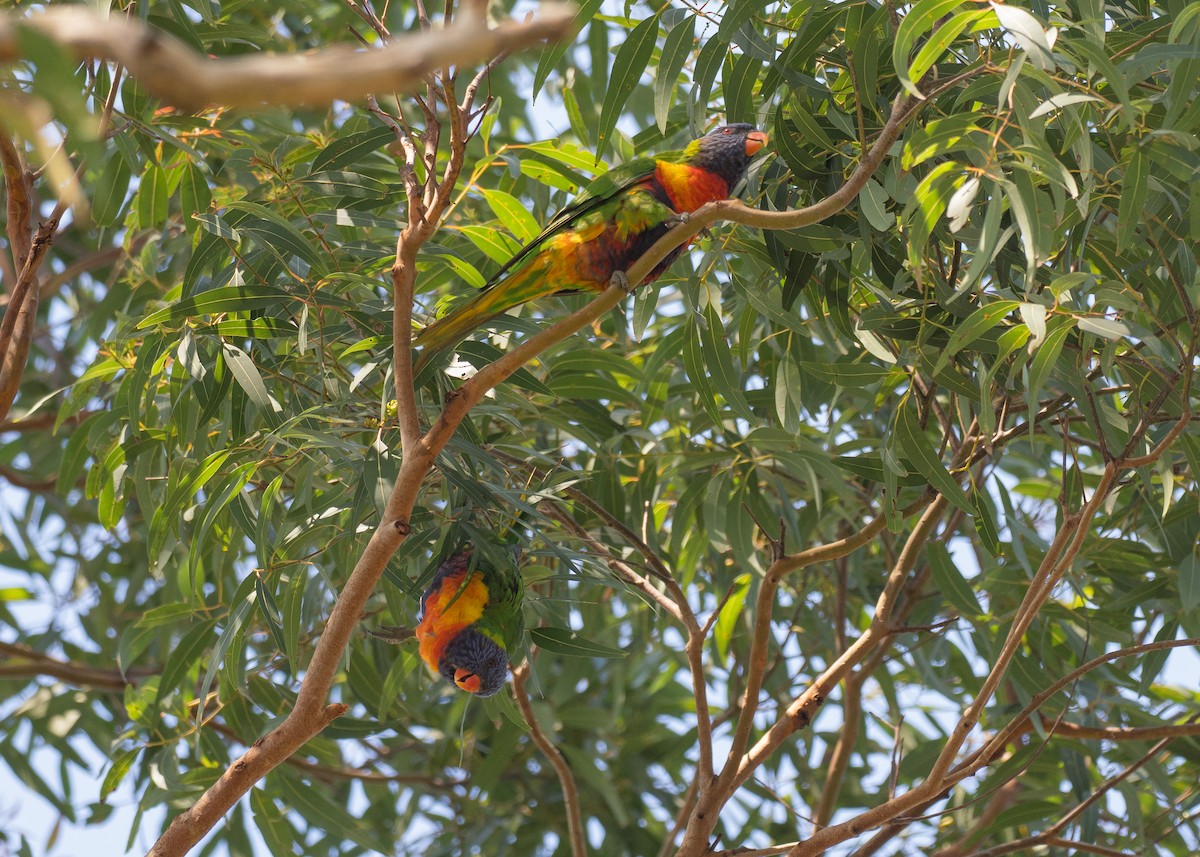 Loriquet arc-en-ciel - ML646038915