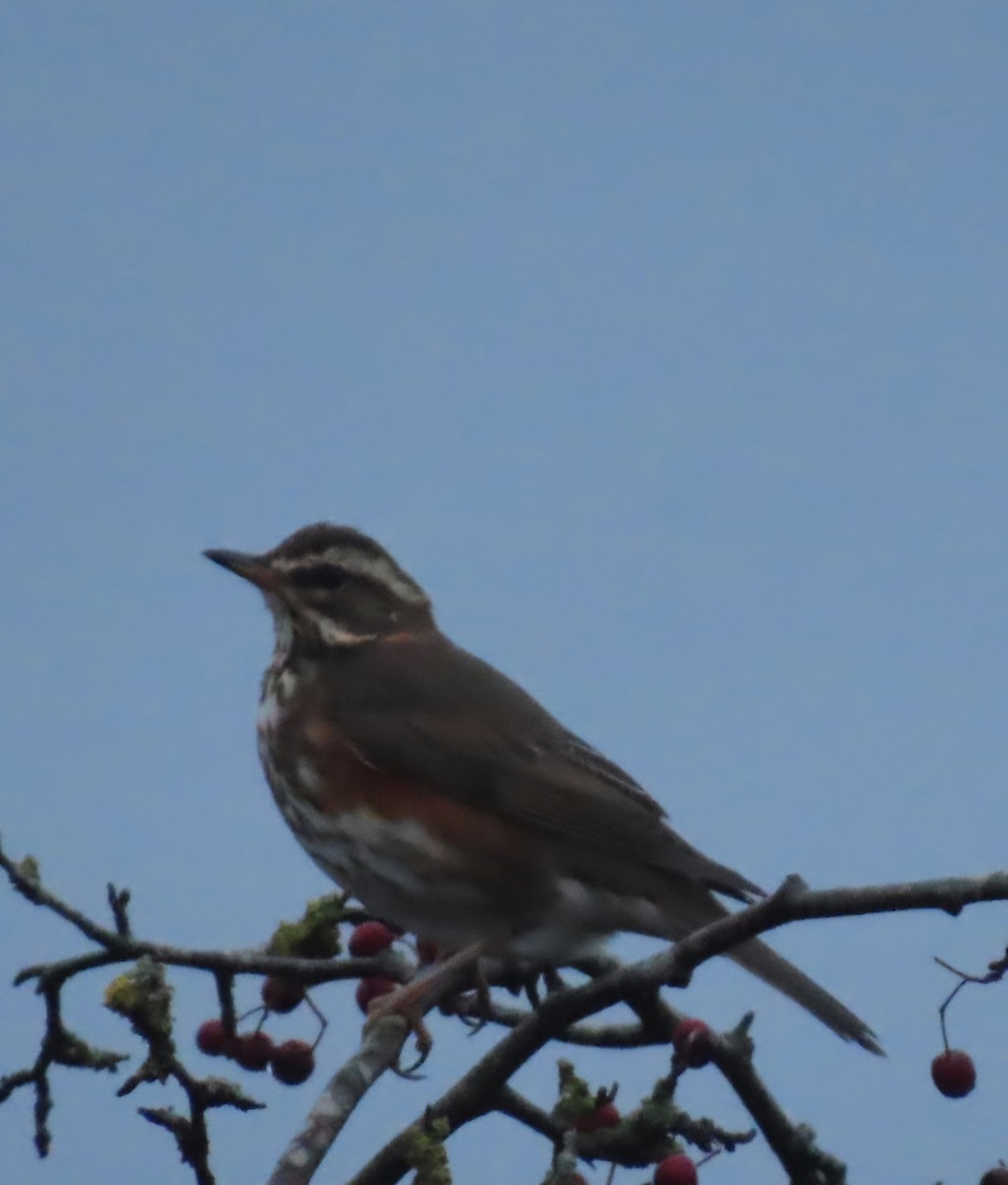 Redwing - ML646038918