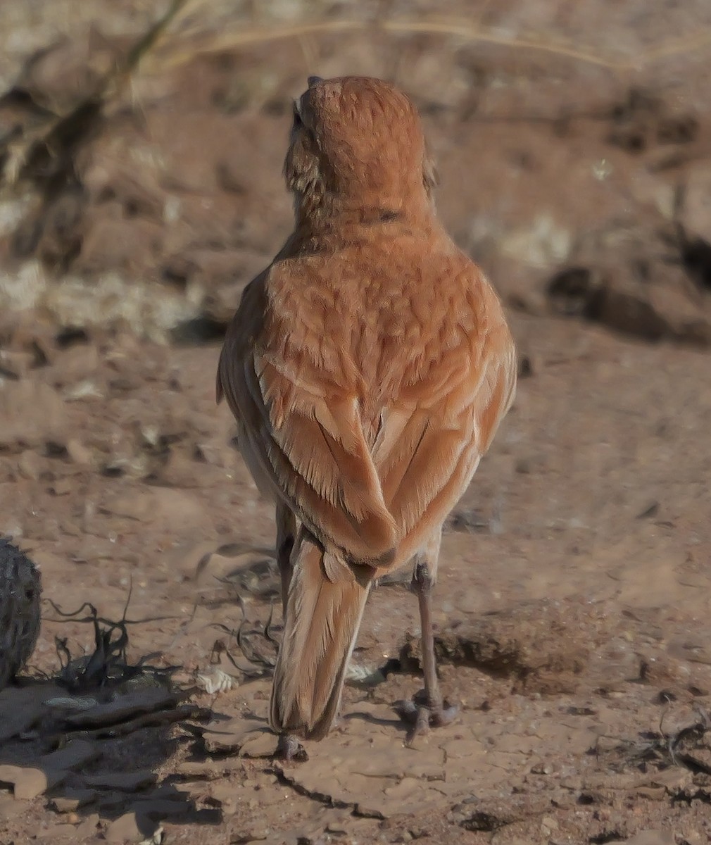 Dune Lark (Dune) - ML646038926