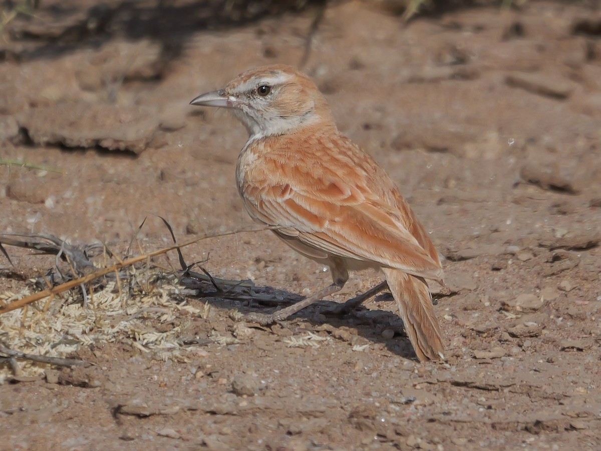 Dune Lark (Dune) - ML646038927