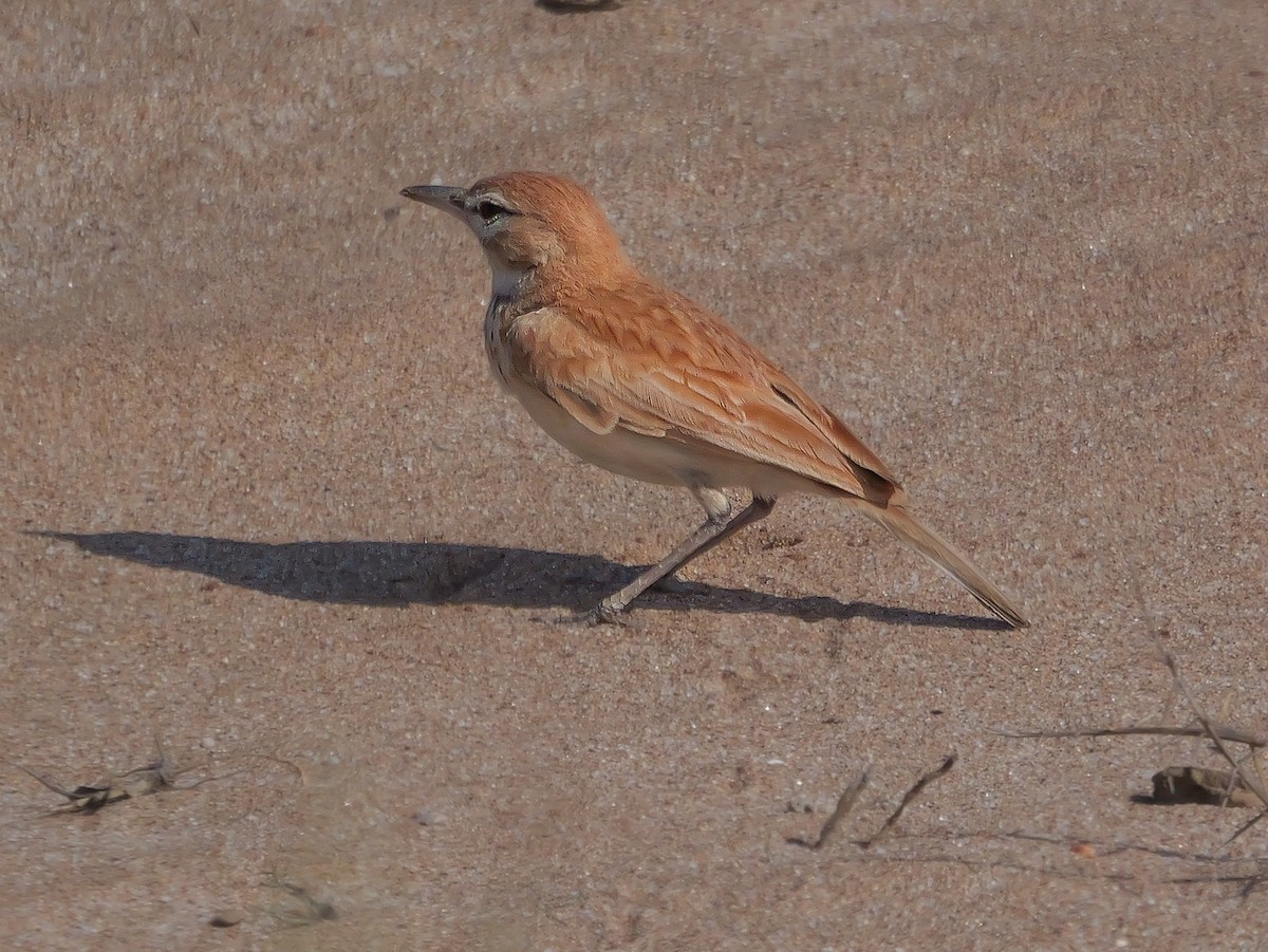 Dune Lark (Dune) - ML646038928