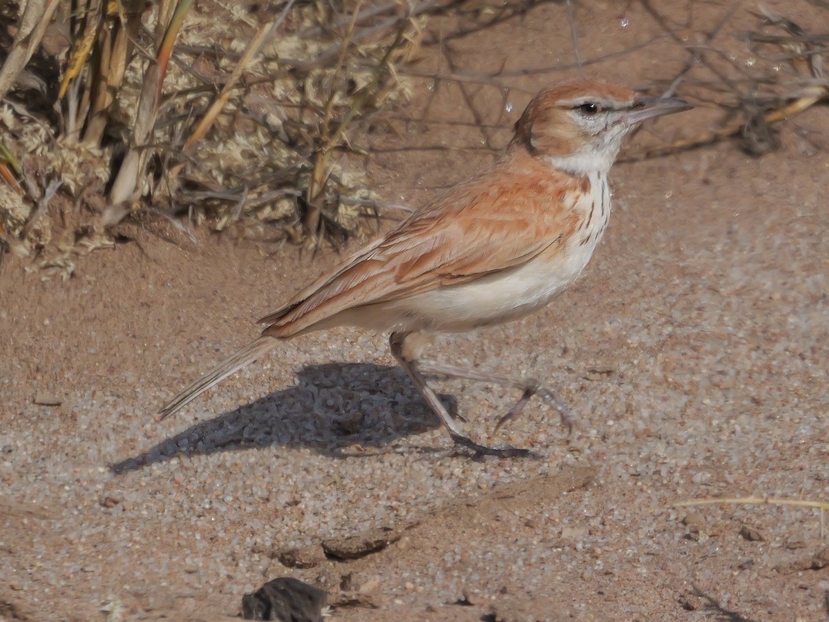 Dune Lark (Dune) - ML646038929