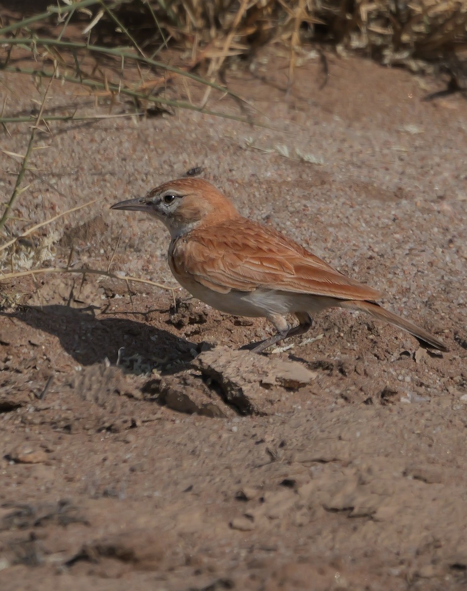 Alouette à dos roux (erythrochlamys) - ML646038930