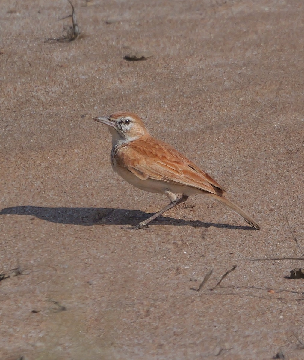 Dune Lark (Dune) - ML646038931