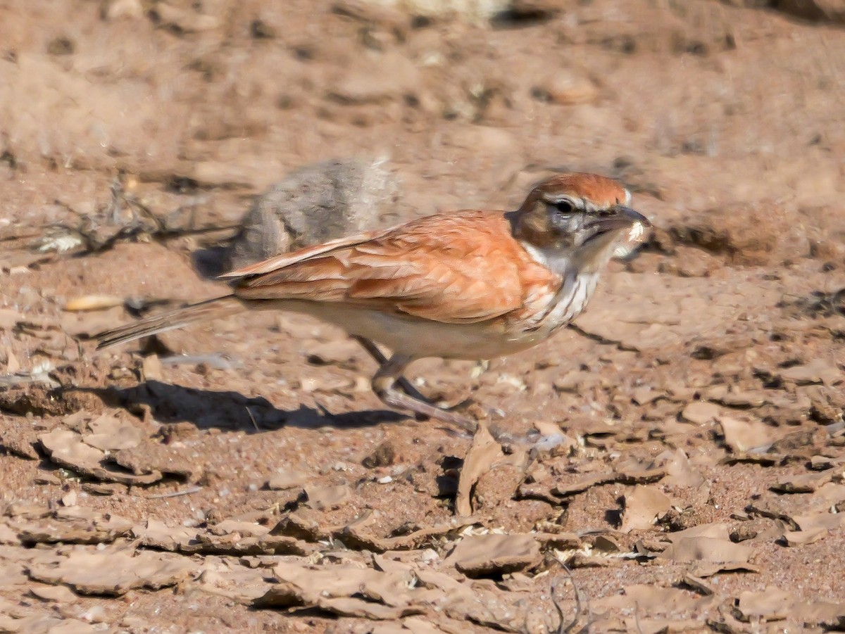 Alouette à dos roux (erythrochlamys) - ML646038932