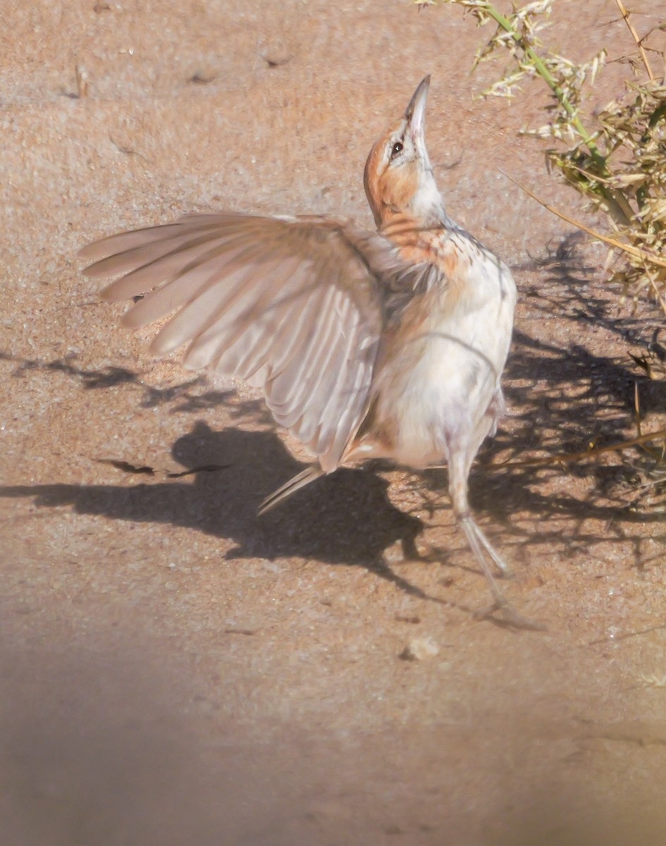 Alouette à dos roux (erythrochlamys) - ML646038933