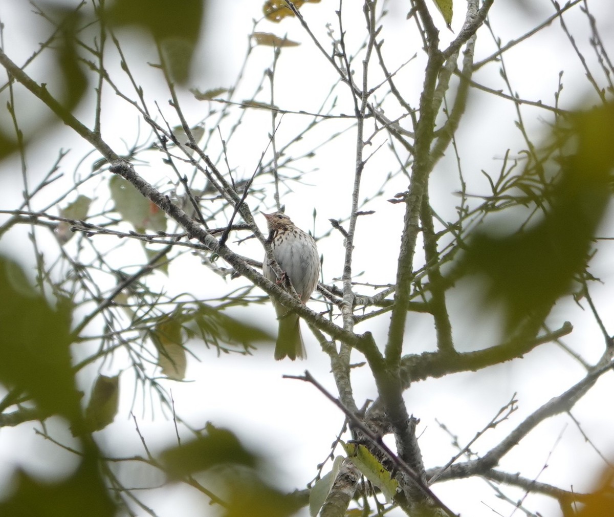 Pipit à dos olive - ML646038937