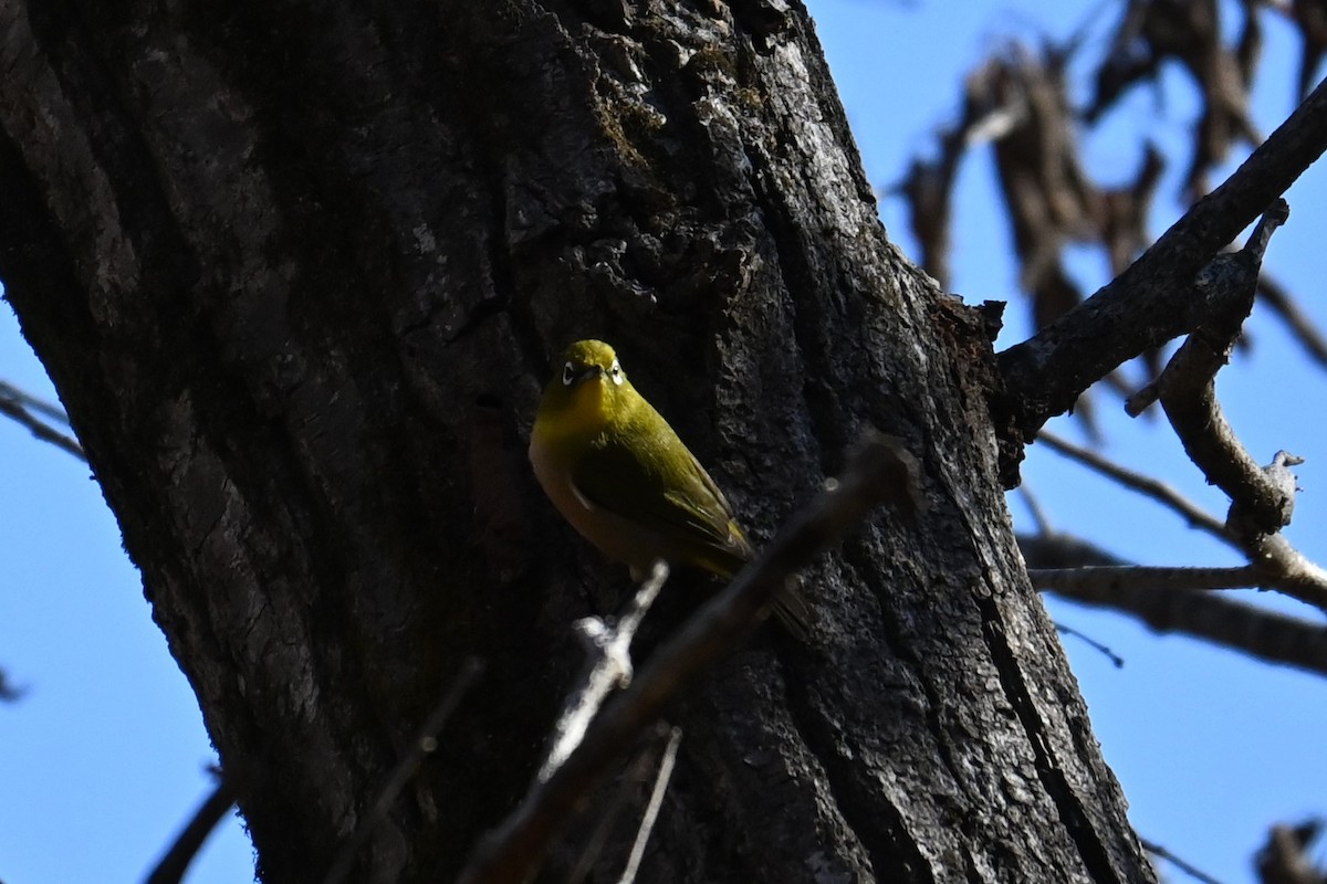 Zostérops du Japon - ML646038939