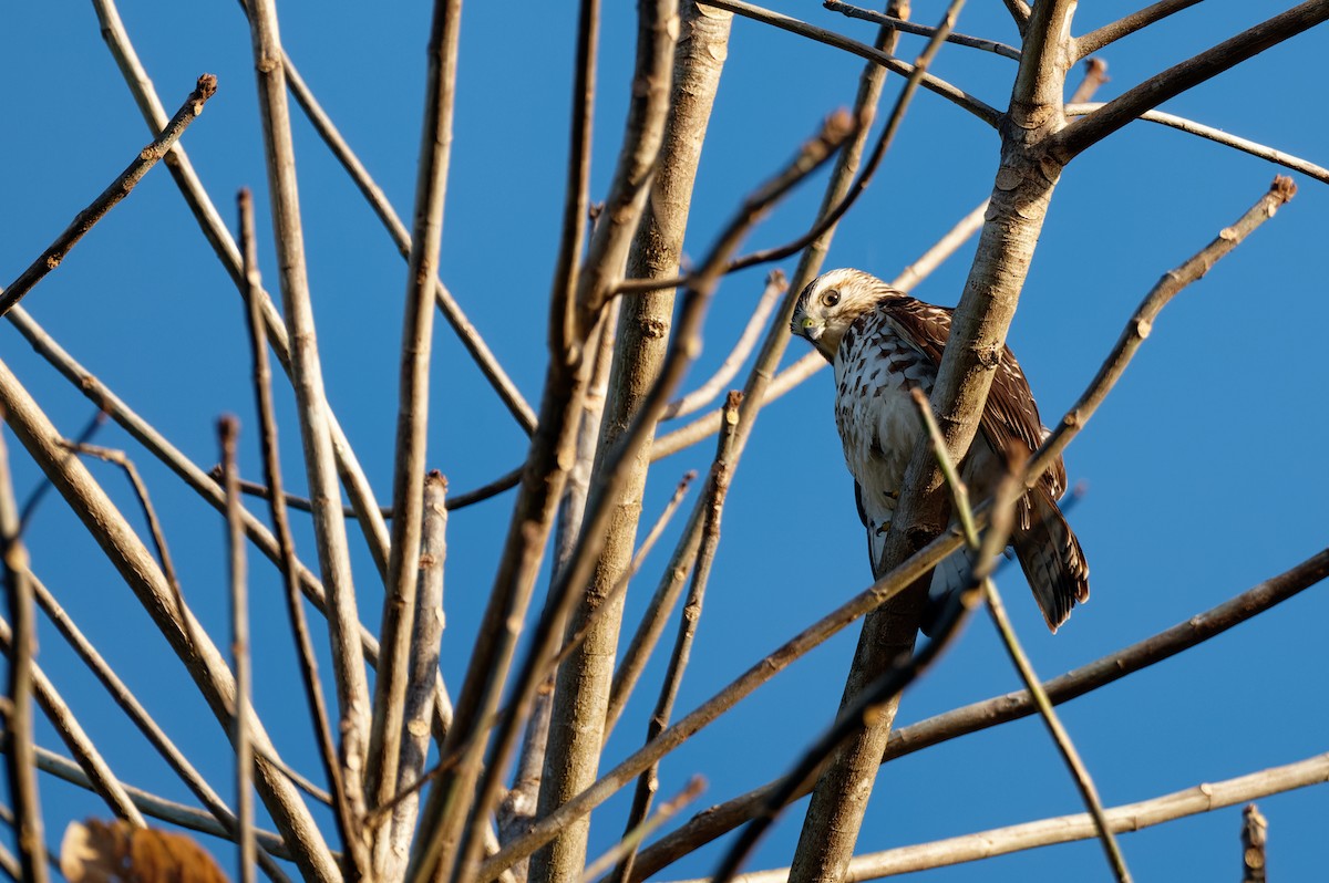 Petite Buse - ML646038940