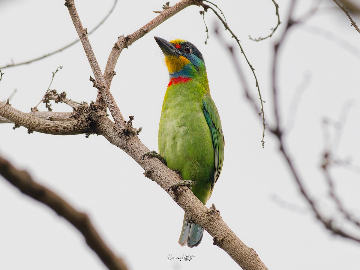 Barbu de Formose - ML646038955