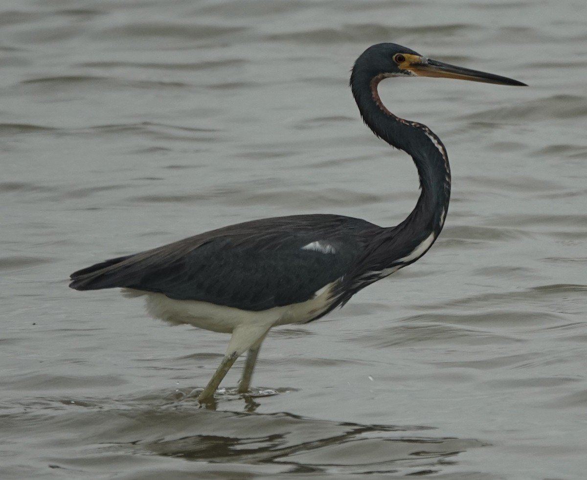 Aigrette tricolore - ML646038956