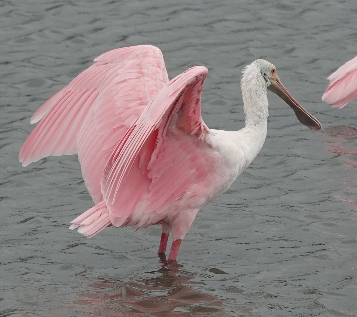 Spatule rosée - ML646038962