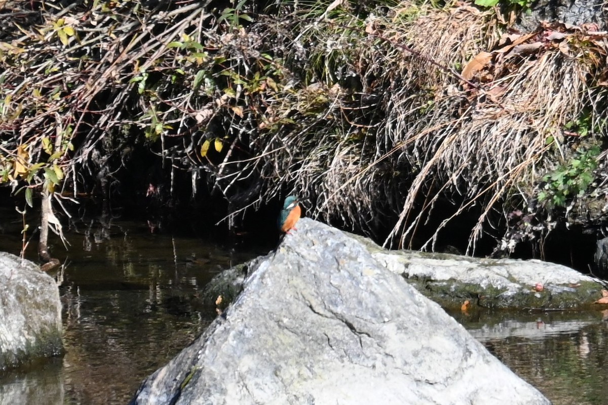 Martin-pêcheur d'Europe - ML646038963