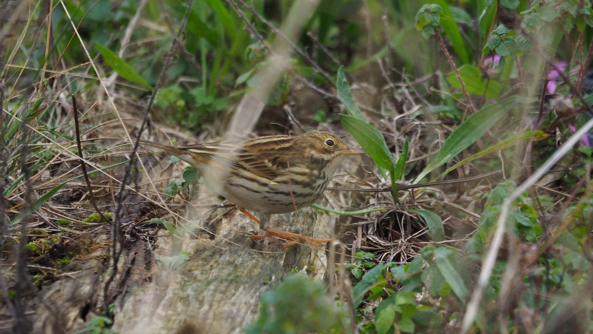 Pipit farlouse - ML646038964