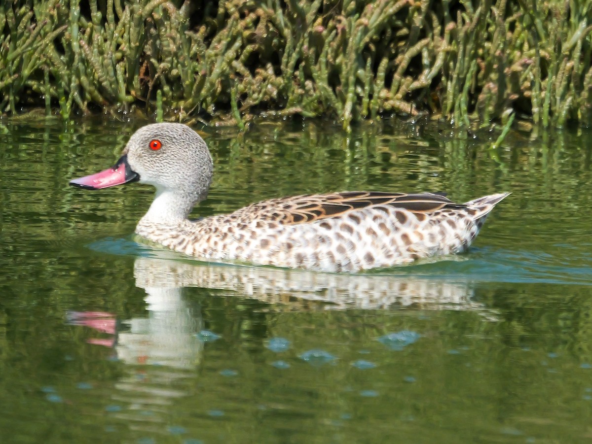 Canard du Cap - ML646038965