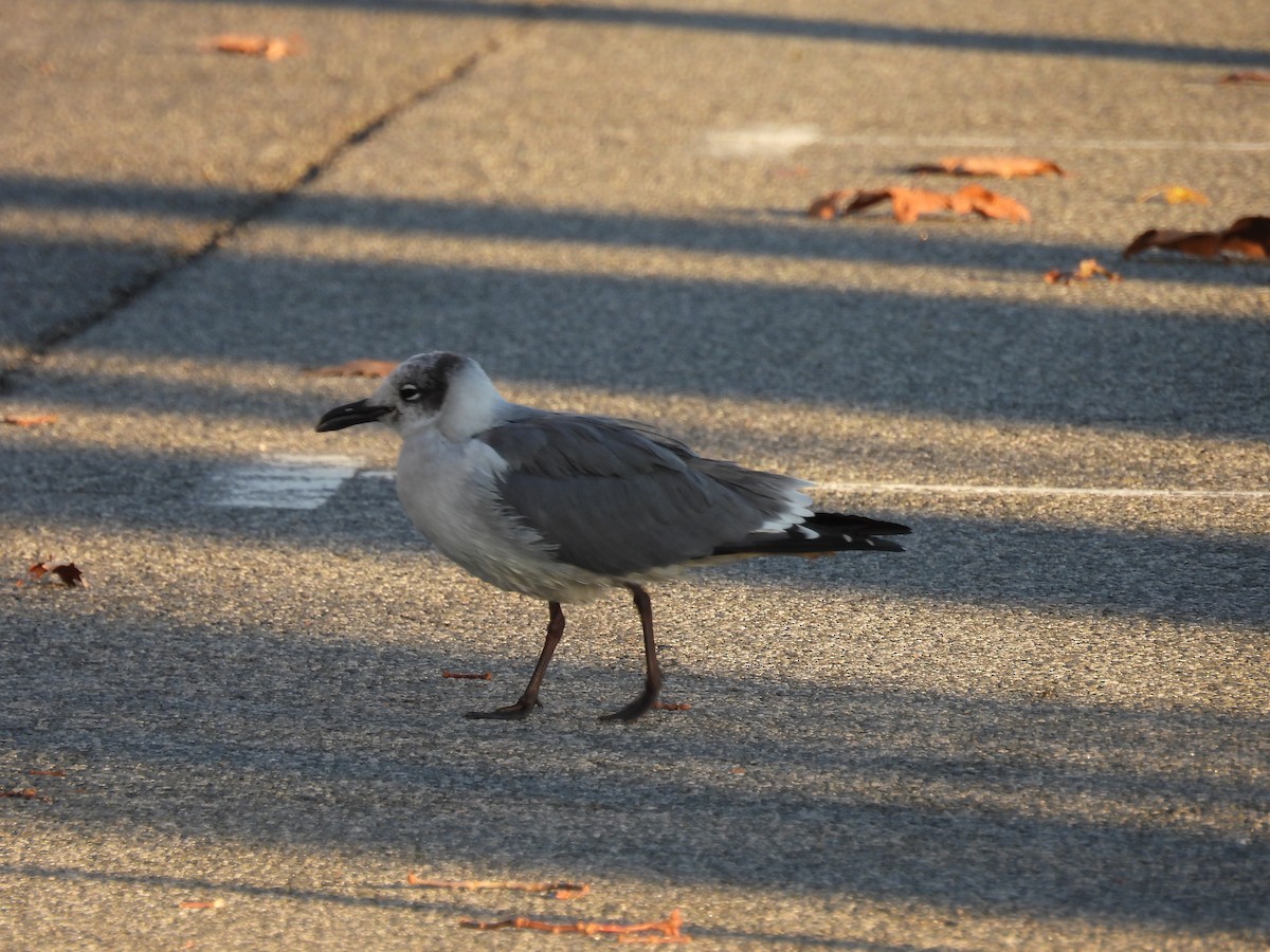 Mouette atricille - ML646038966