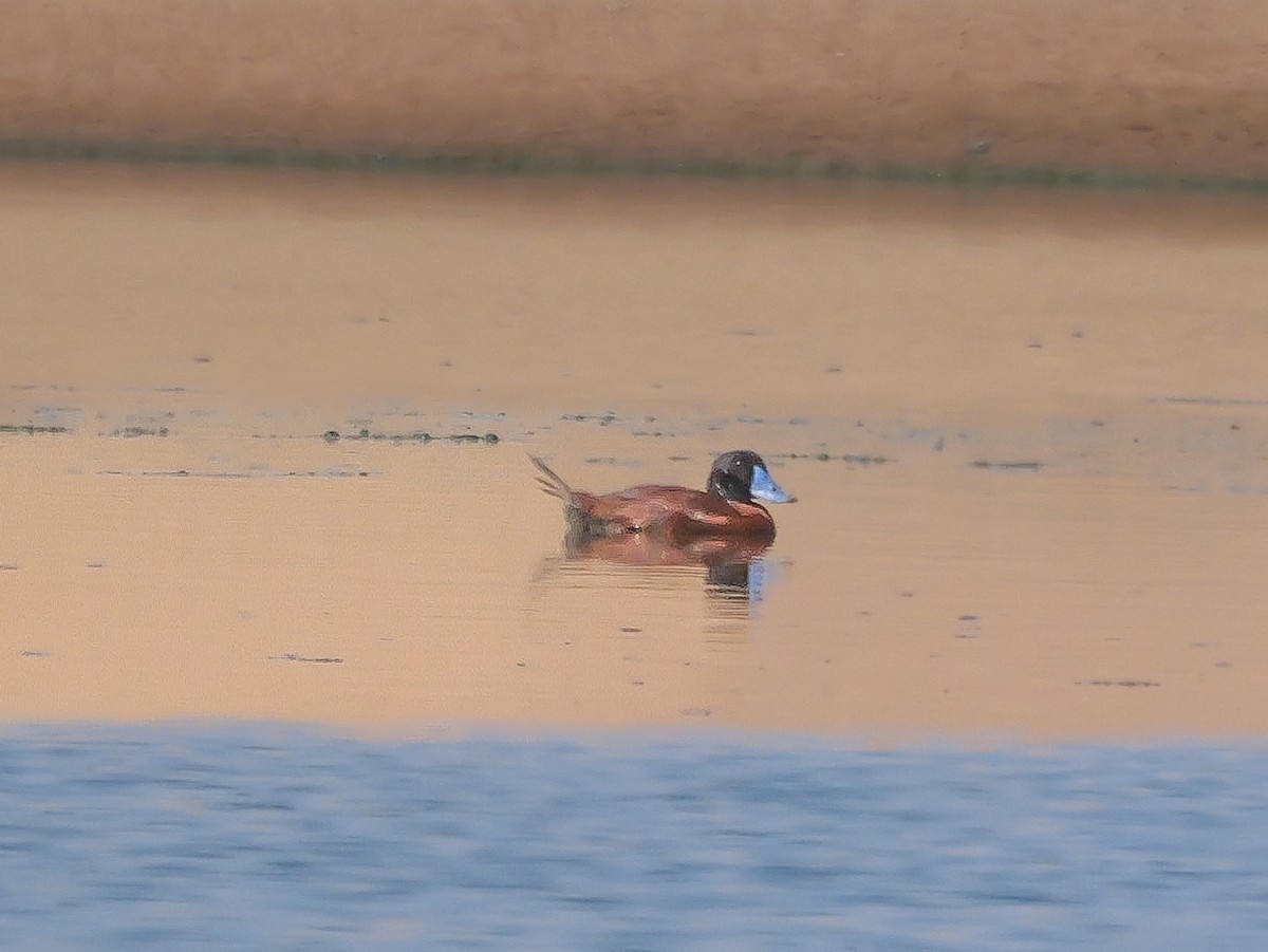 Érismature maccoa - ML646038967