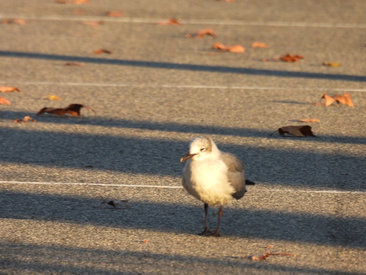 Antxeta mokogorri amerikarra - ML646038968