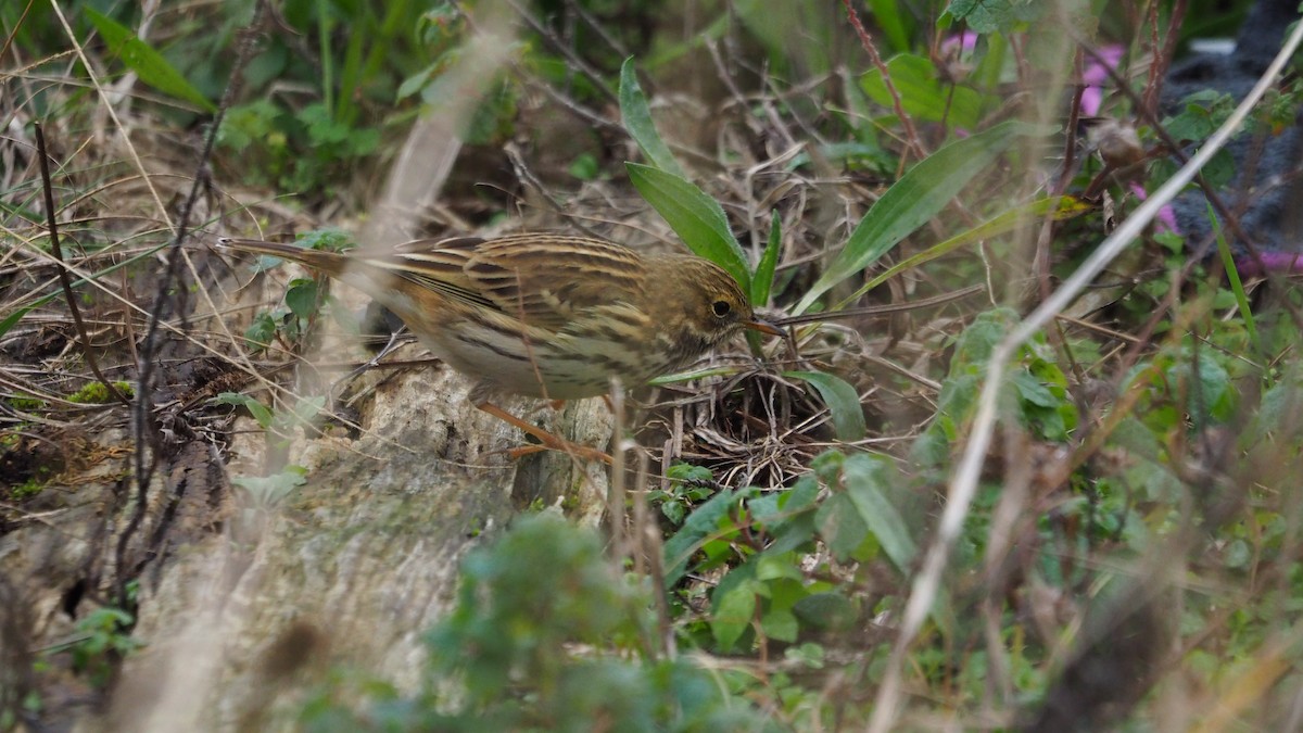 草地鷚 - ML646038973