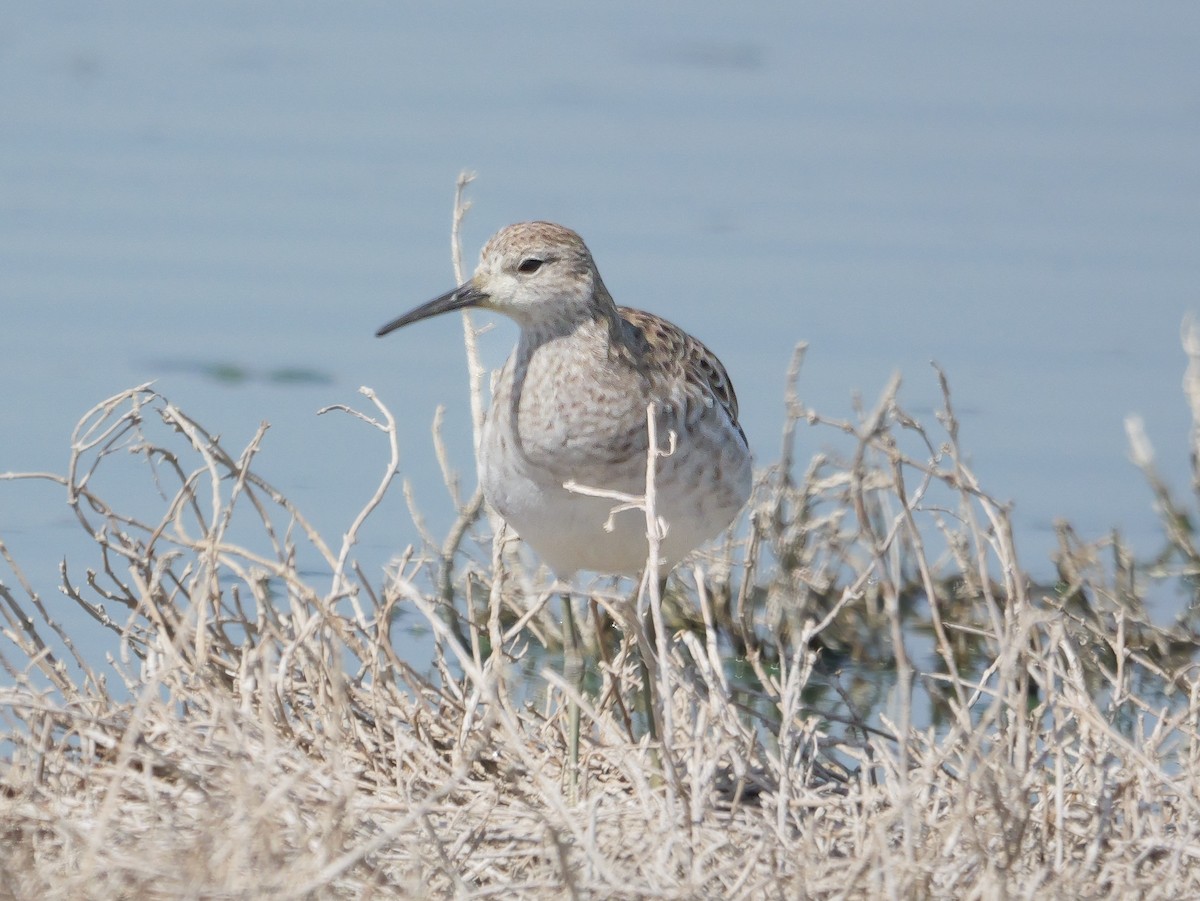 流蘇鷸 - ML646038976