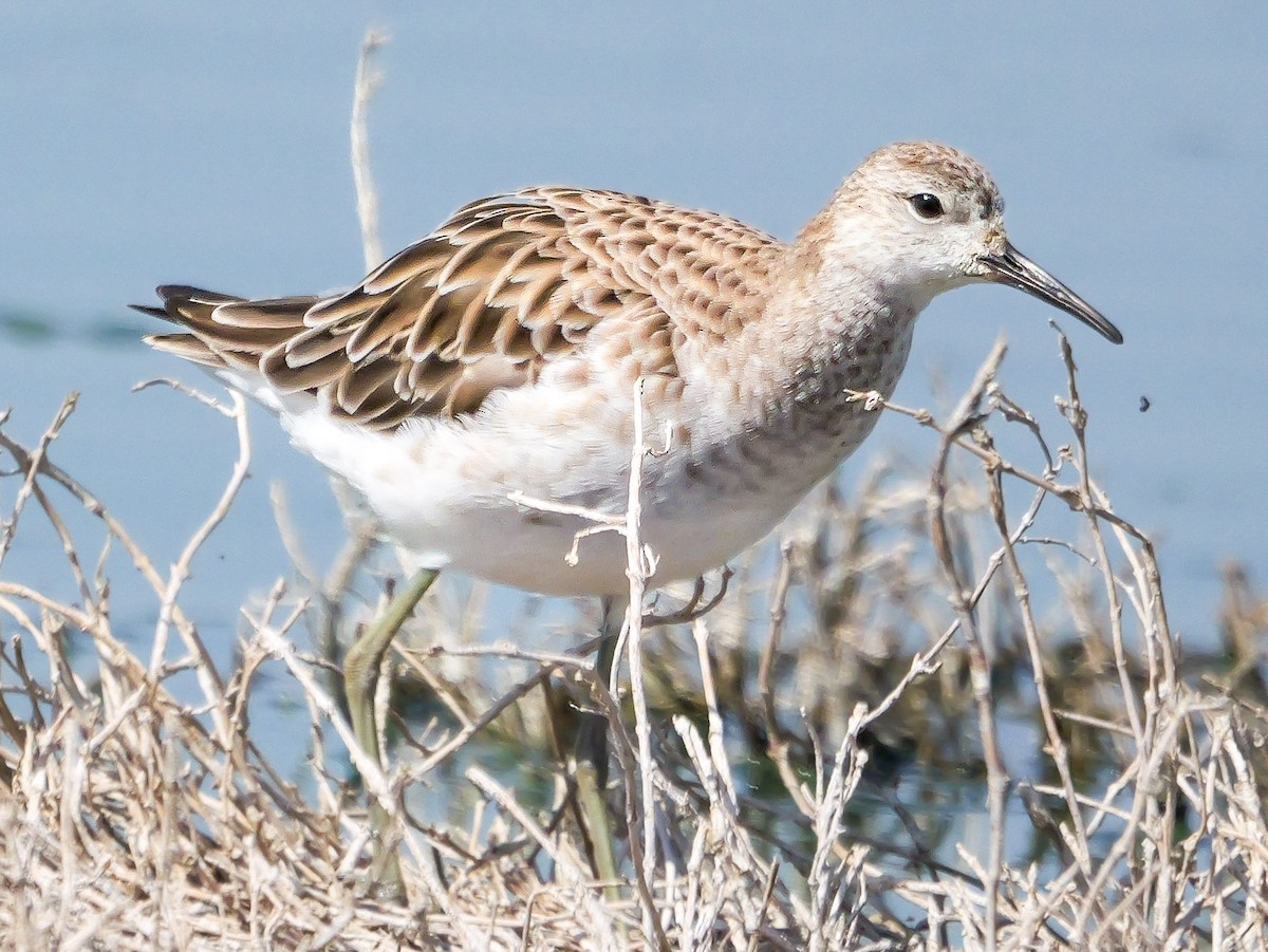 流蘇鷸 - ML646038977