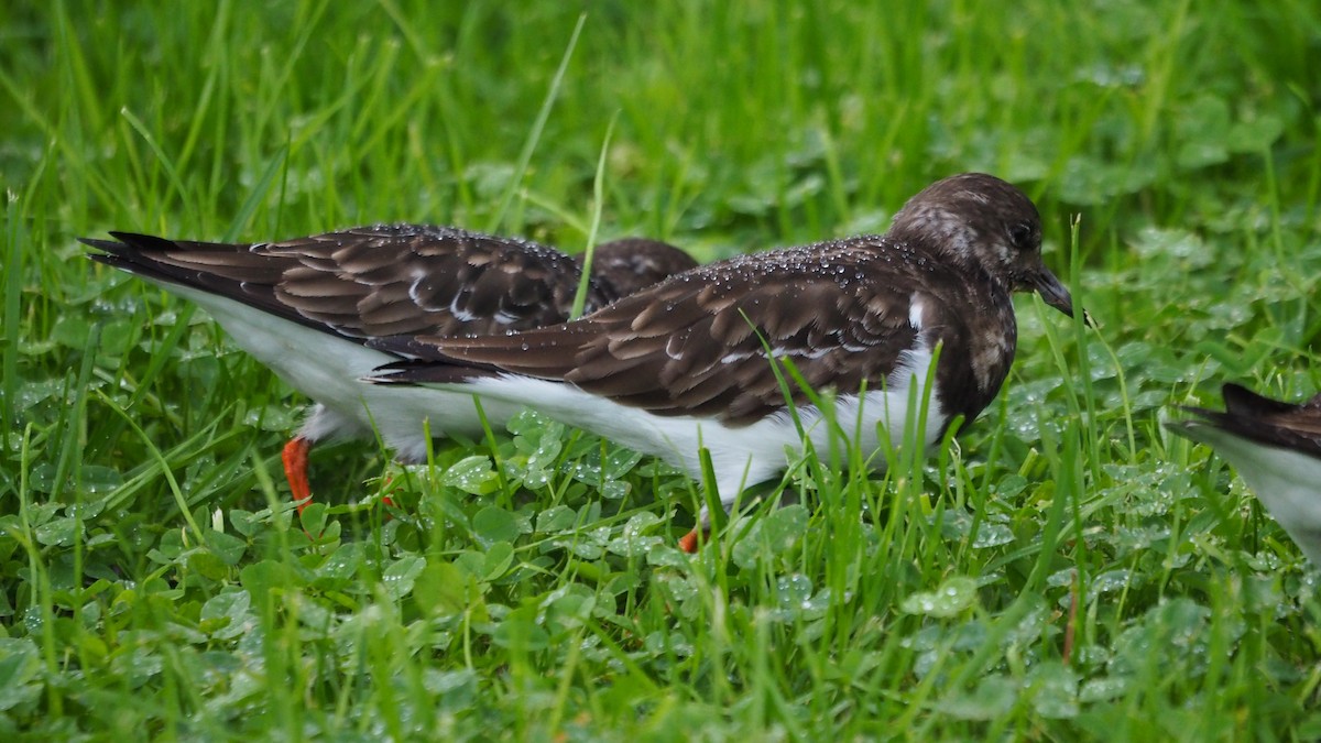 翻石鷸 - ML646038978