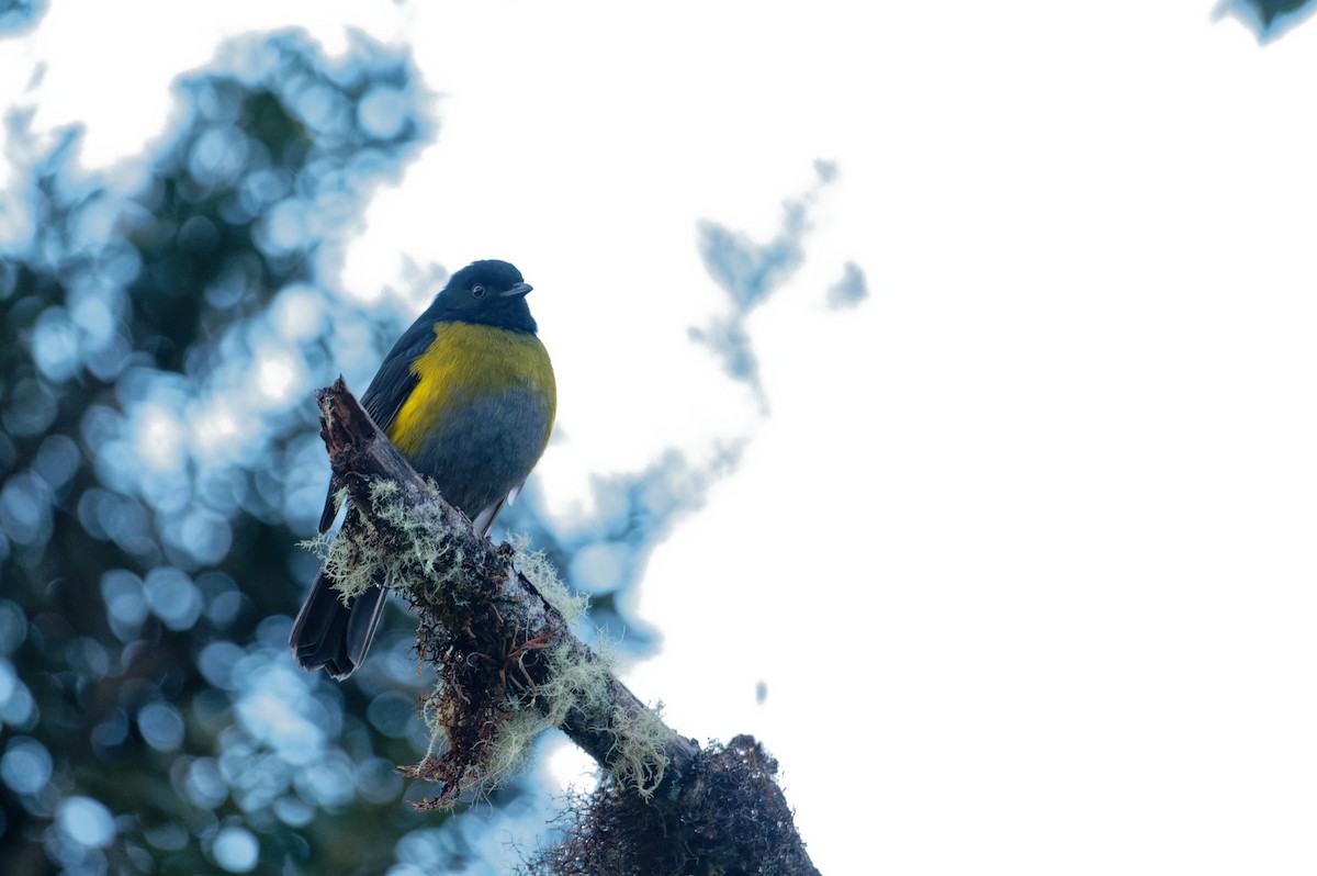 Black-and-yellow Silky-flycatcher - ML646038979