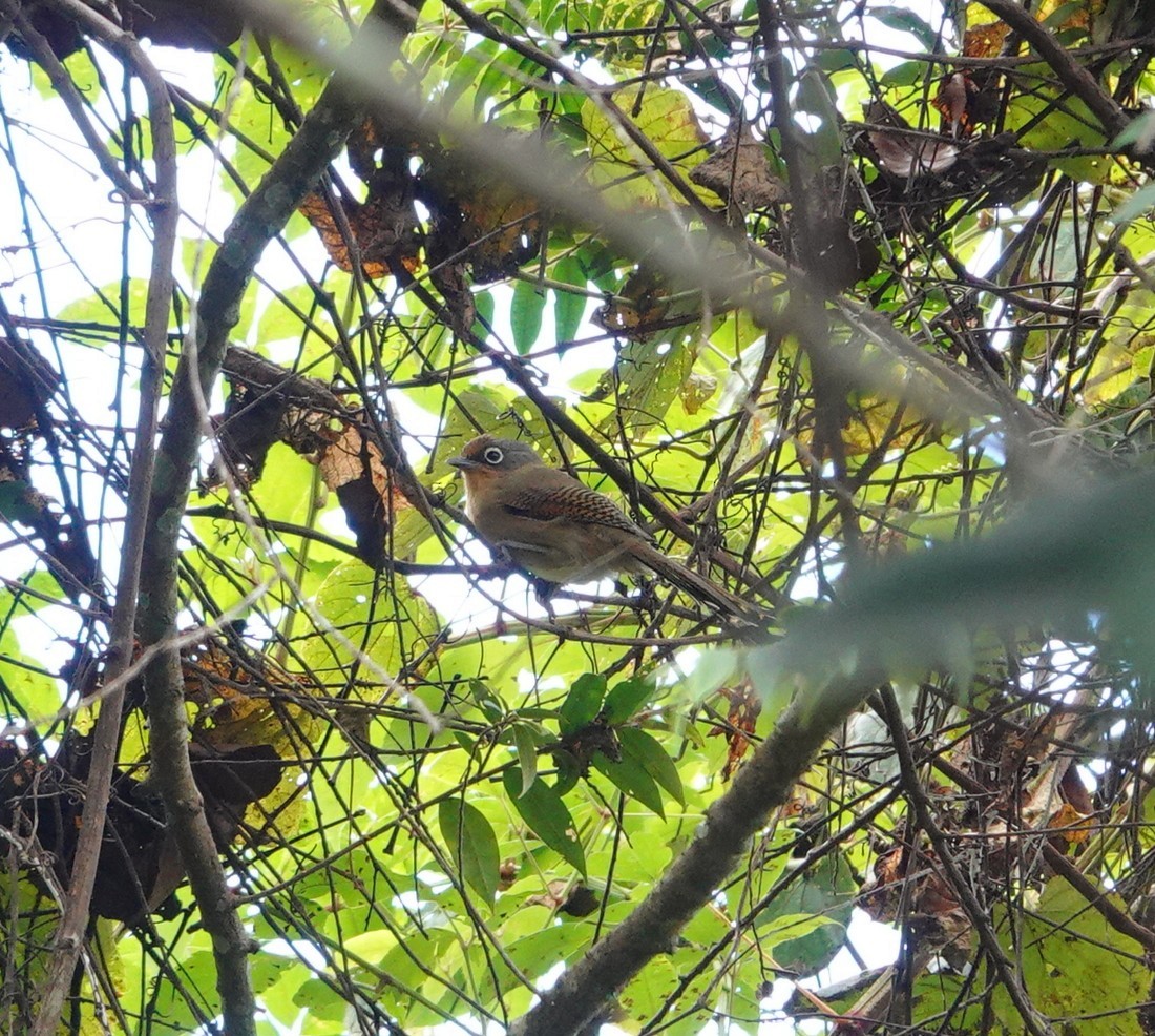 Spectacled Barwing (Western) - ML646038980